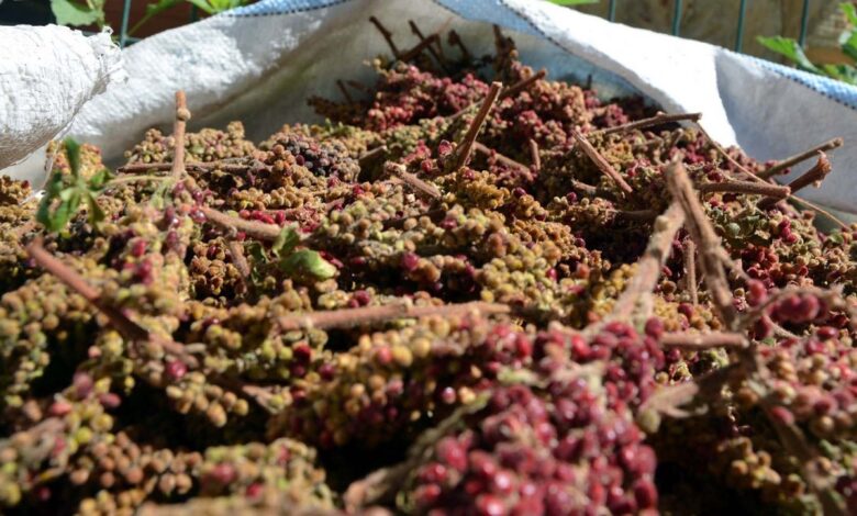 Kilis’te sumaklar bu sene de erken toplandı