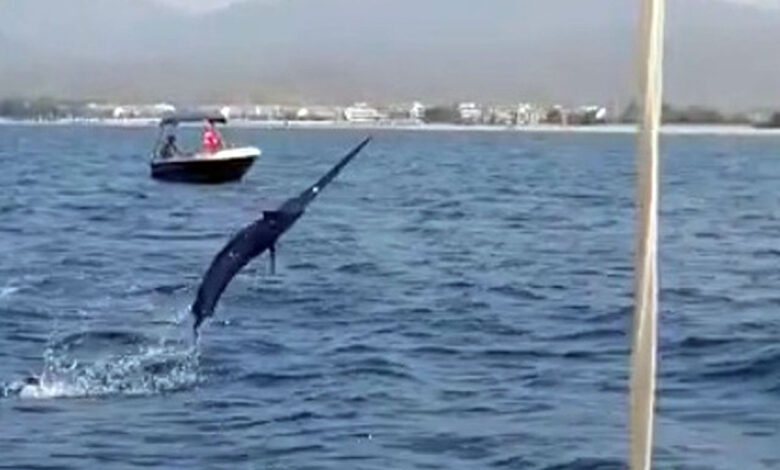 Muğla Fethiye’de oltasına 3 metrelik Kılıç balığı takıldı