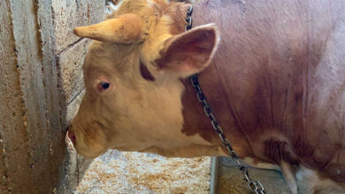 Adıyaman’da yaklaşık 1,5 tonluk ‘Gürbüz’ alıcısını bekliyor