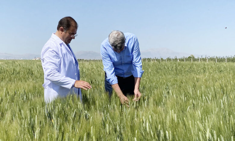 İki bin yıllık Ahmet Buğdayı tarıma kazandırılacak
